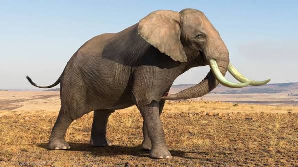 Elefante Ceilão