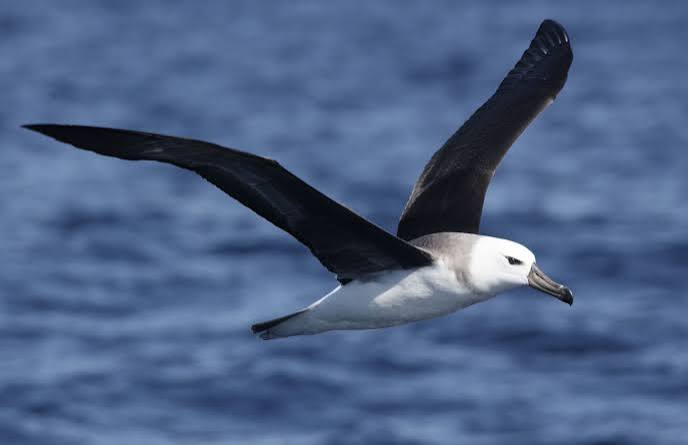 Albatroz