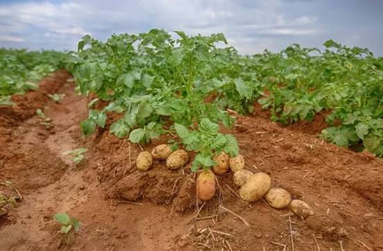BATATA INGLESA