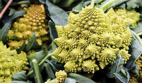 ROMANESCO