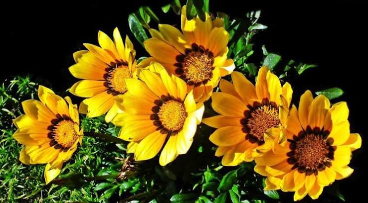 MARGARIDAS