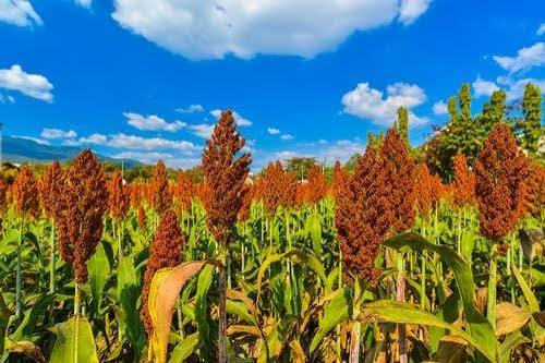 SORGO