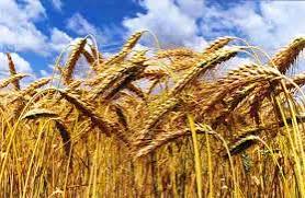 TRITICALE