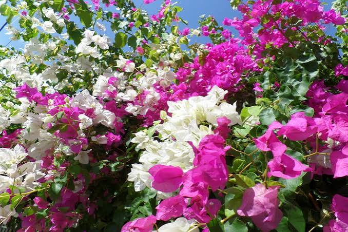 BOUGAINVILLEA-GLABRA