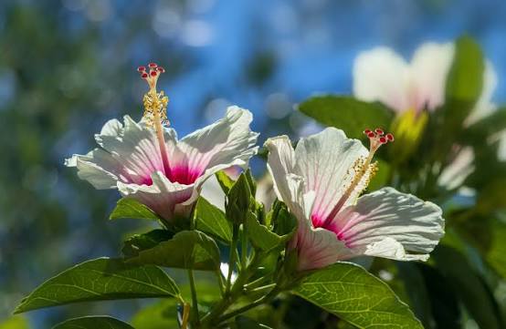 HIBISCO