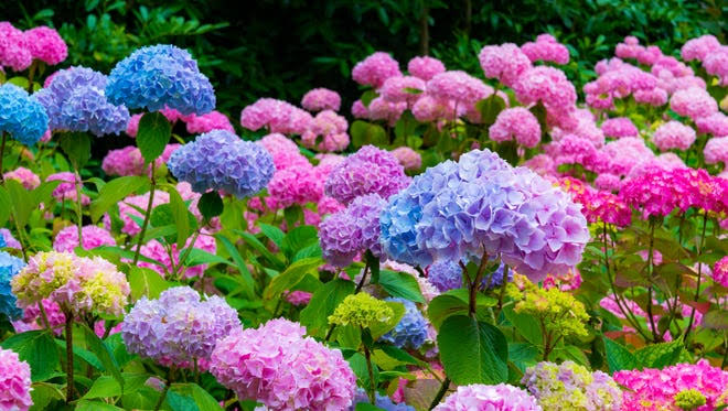 HORTÊNCIAS
