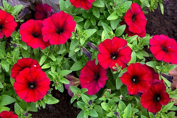 PETUNIAS