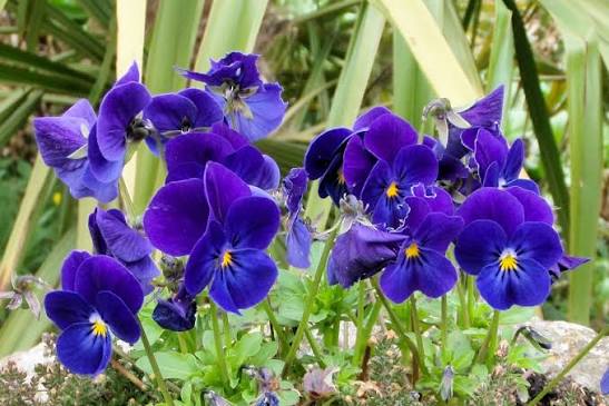 VIOLETAS