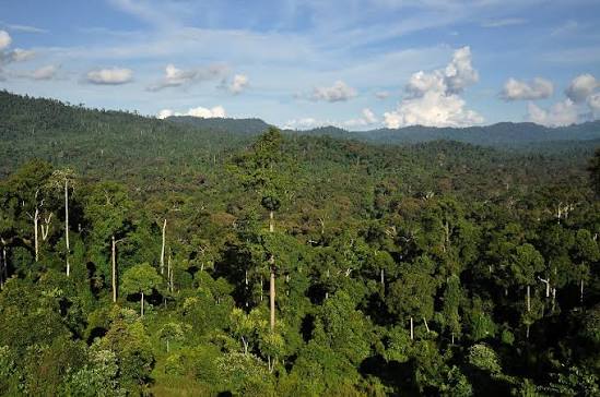 Bioma Equatorial