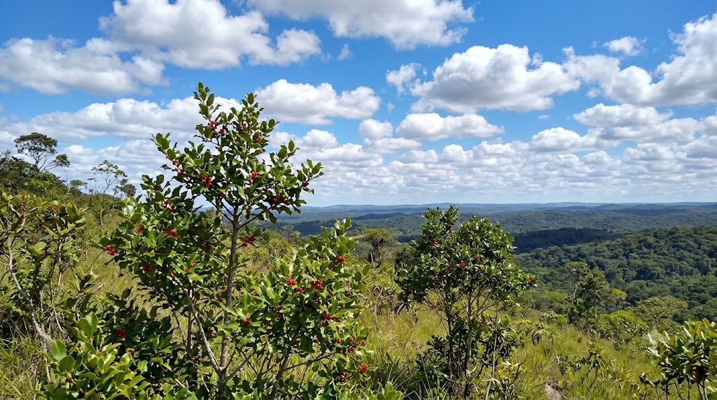 Azevinho-de-Pernambuco
