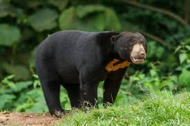 Urso Malaio