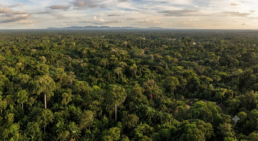Floresta do Congo