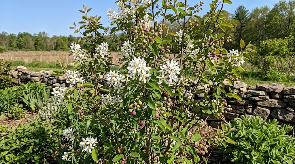 Amelanchier
