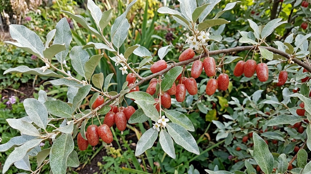 Elaeagnus