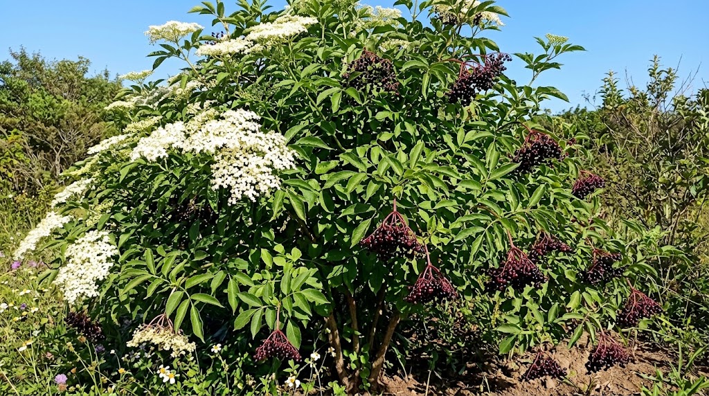 Sabugueiro