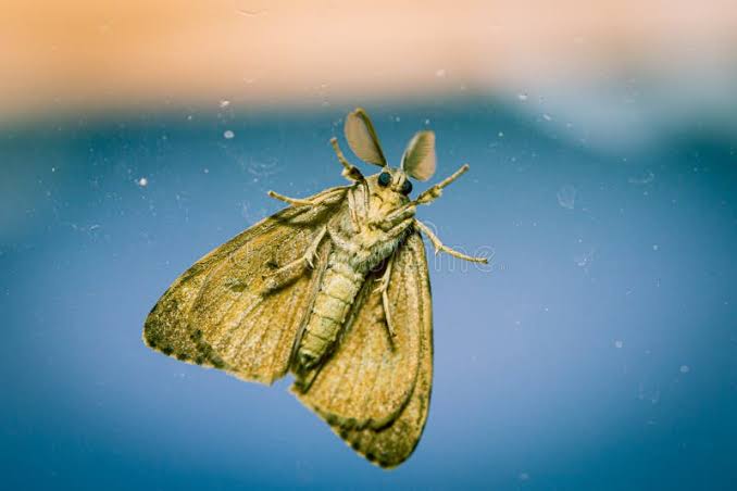 MARIPOSA